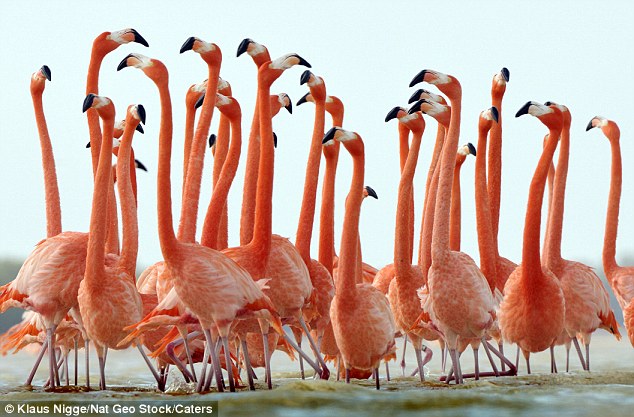 Yucatan Flamingos